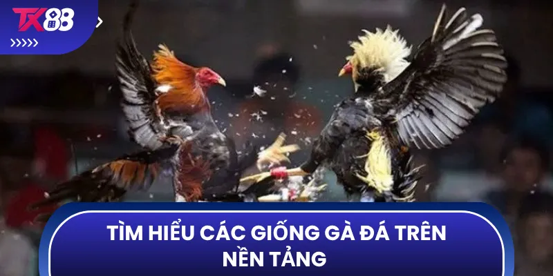 Tìm hiểu các giống gà đá trên nền tảng